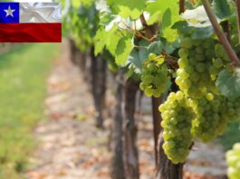 Chilean wine exports increases